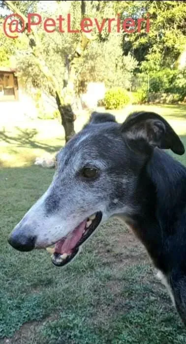 Evaristo adozione levrieri galgo 34