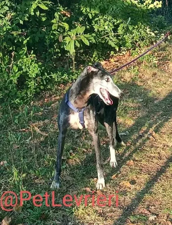 Evaristo adozione levrieri galgo 35