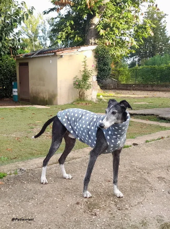 Evaristo galgo super family foster adozione levrieri 2