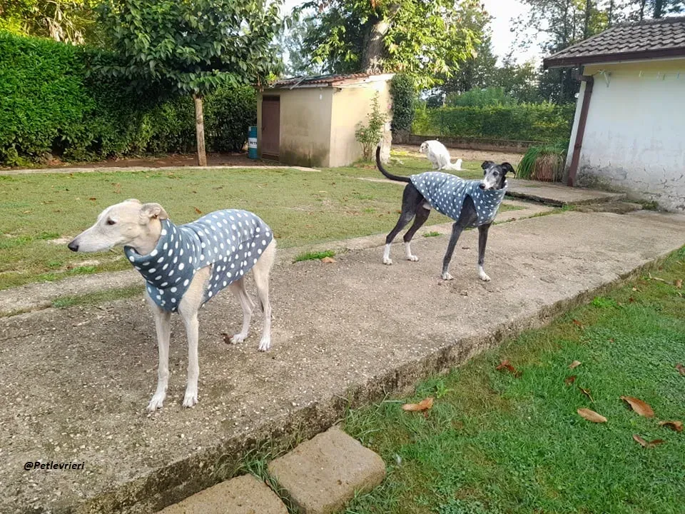 Evaristo galgo super family foster adozione levrieri 3