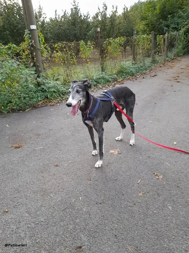 Evaristo galgo super family foster adozione levrieri 4