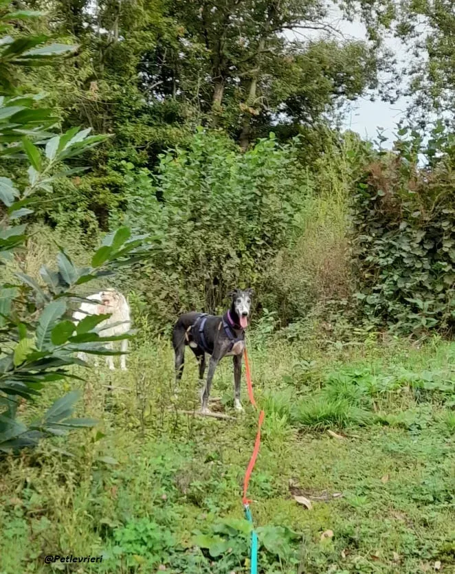Evaristo galgo super family foster adozione levrieri 5
