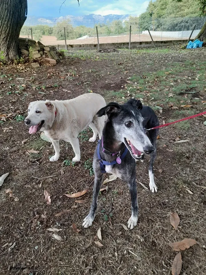 Evaristo galgo super family foster adozione levrieri 6