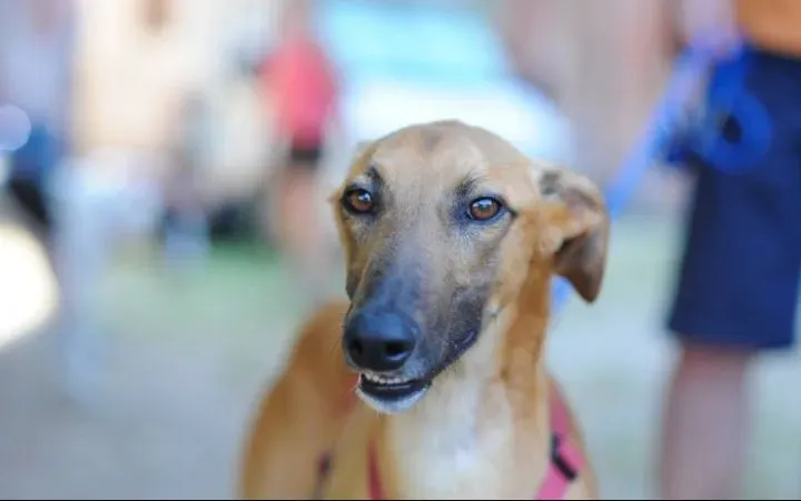 Evidenza Albert Lurcher adozioni levrieri felici a casa b