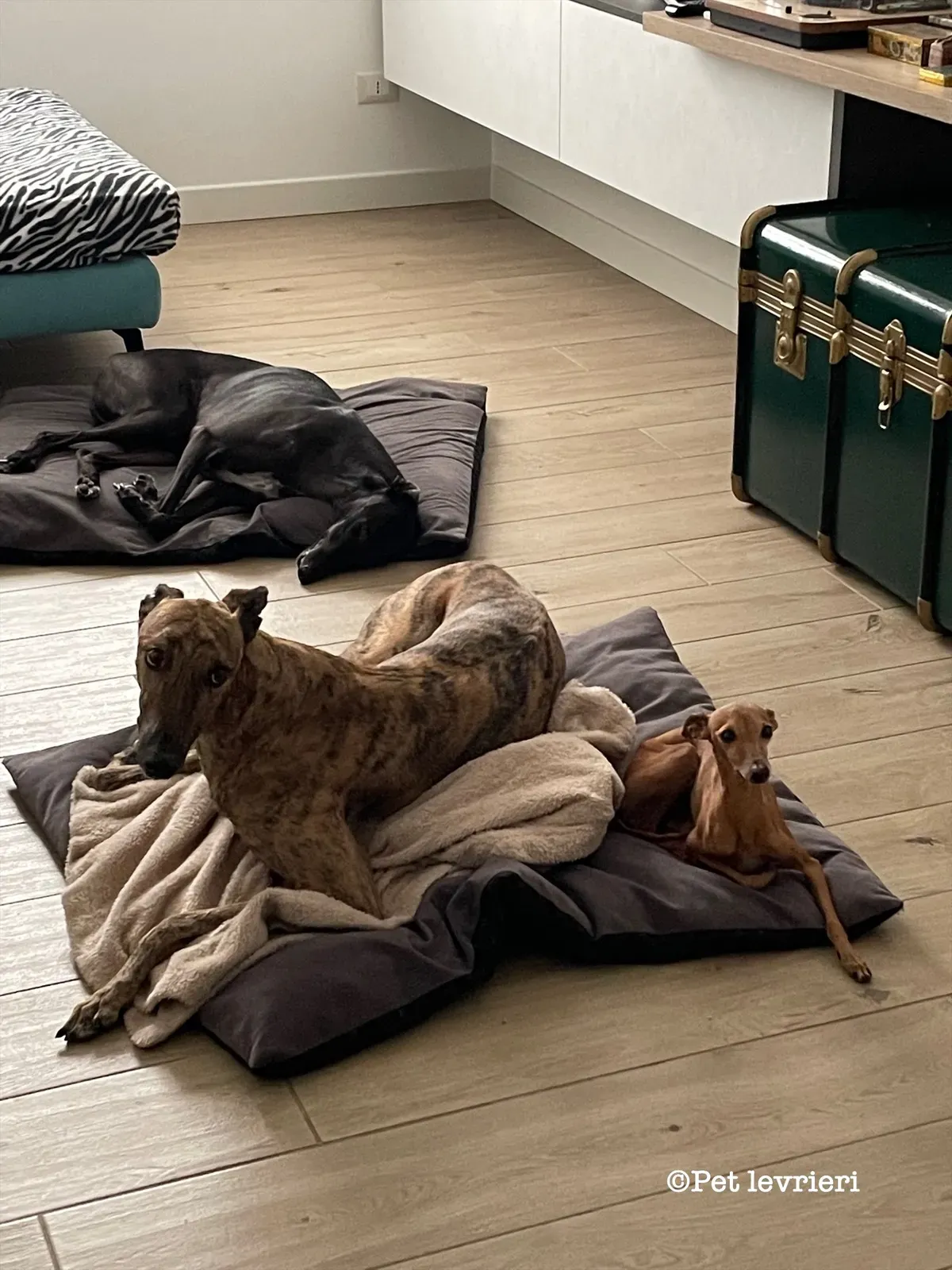 F54DE63B D7B8 4224 99B1 0E82E073D87D