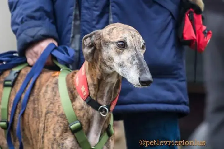 FB IMG 1479845369207