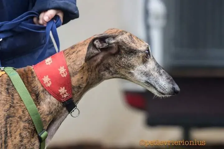 FB IMG 1479845371897