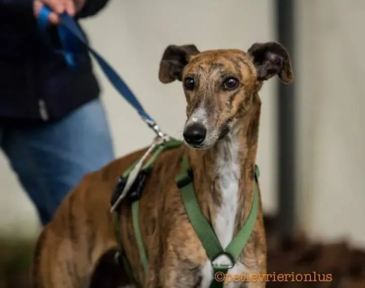 FB IMG 1479845391915