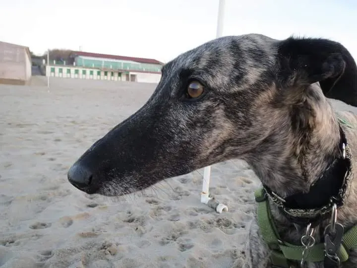 FB IMG 1480751168222