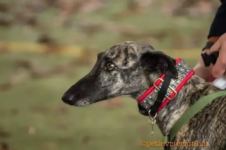 FB IMG 1480751173338