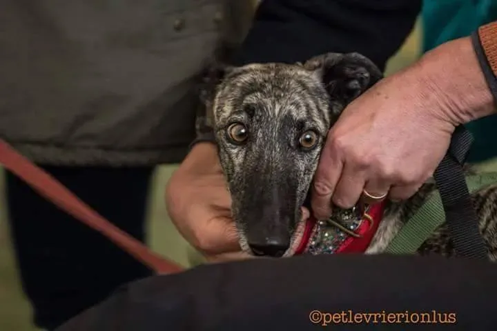 FB IMG 1480751176274