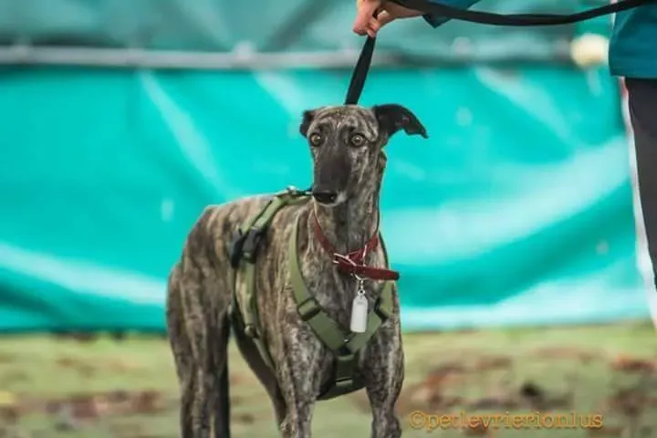 FB IMG 1480751183494