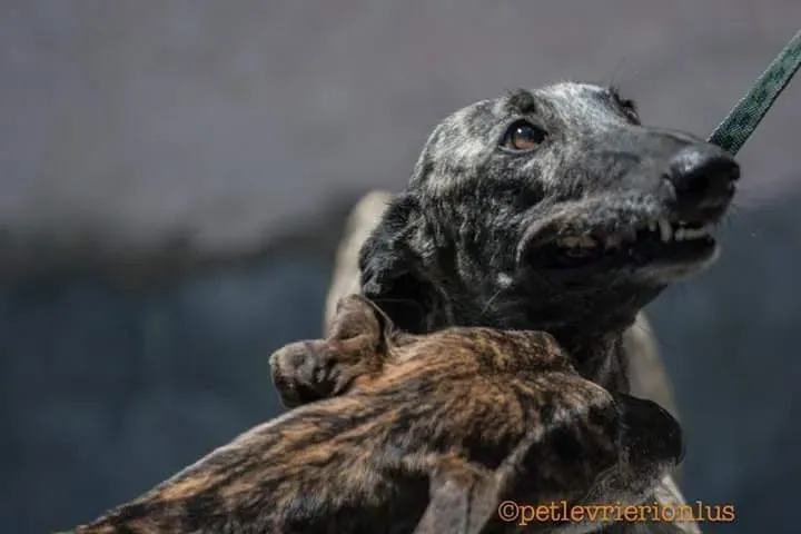 FB IMG 1480751229411