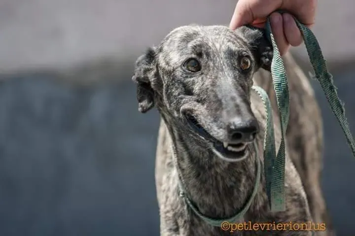 FB IMG 1480751234344