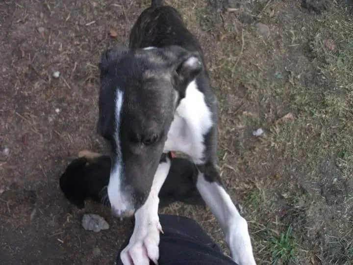 FB IMG 1481018692776