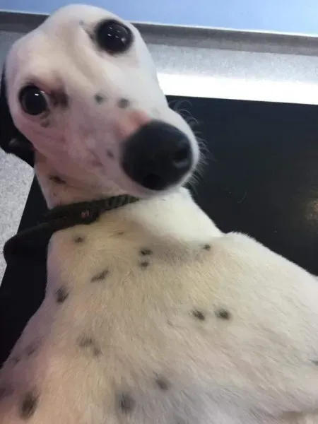 FB IMG 1490077771636