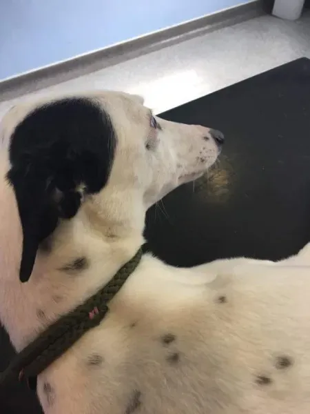 FB IMG 1490077774327