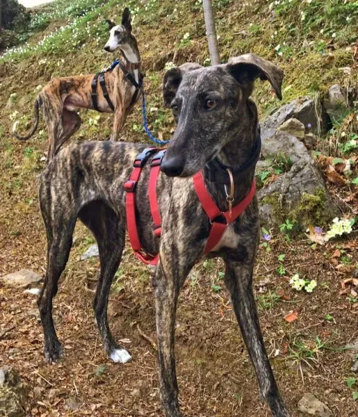 FB IMG 1490138995255