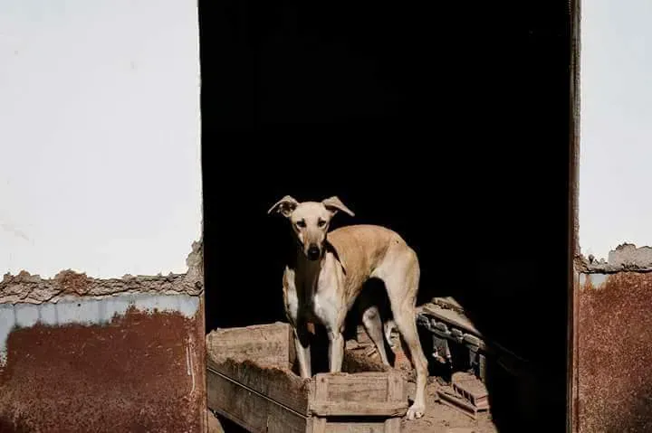 FB IMG 1492112170833