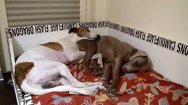 FB IMG 1492274509658