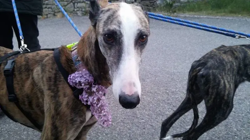 FB IMG 1492979120420