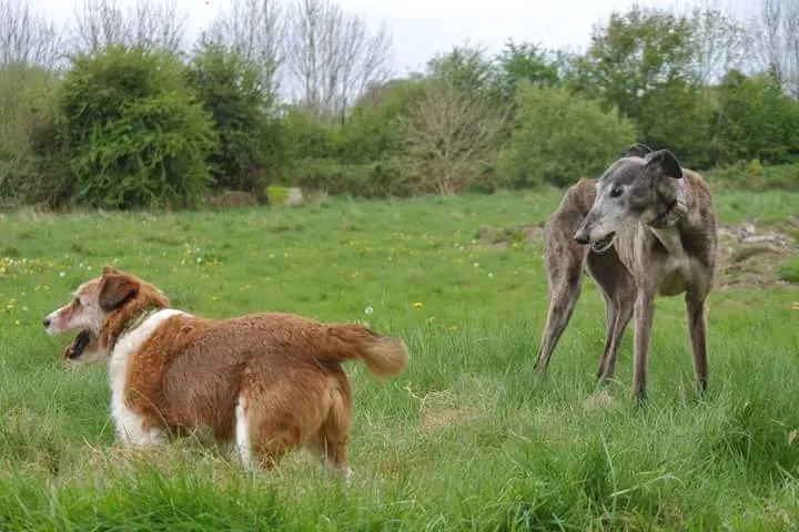 FB IMG 1493567229594