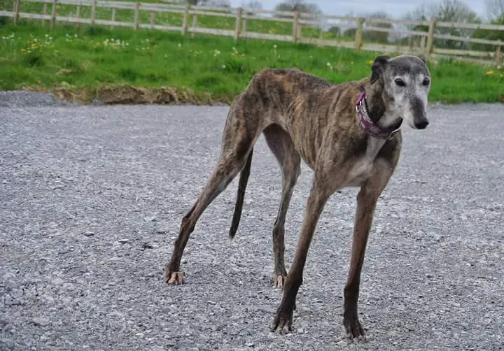 FB IMG 1493567238791