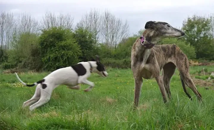 FB IMG 1493567247516