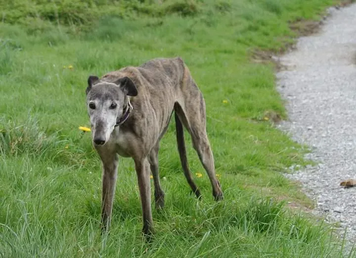 FB IMG 1493567250208