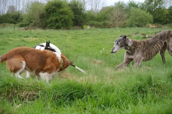 FB IMG 1493567252910