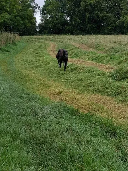 FB IMG 1503991070145