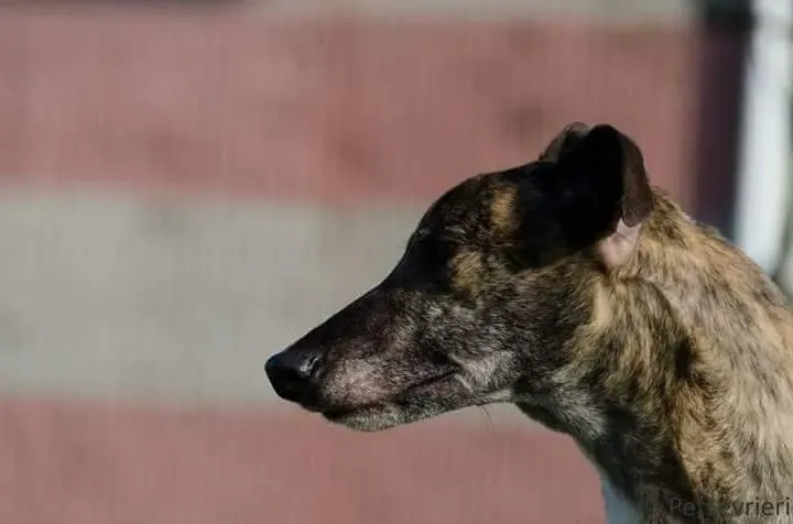 FB IMG 1513704860283