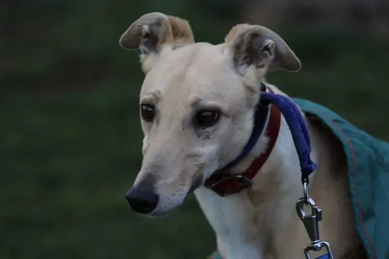 FB IMG 1520697569933 1