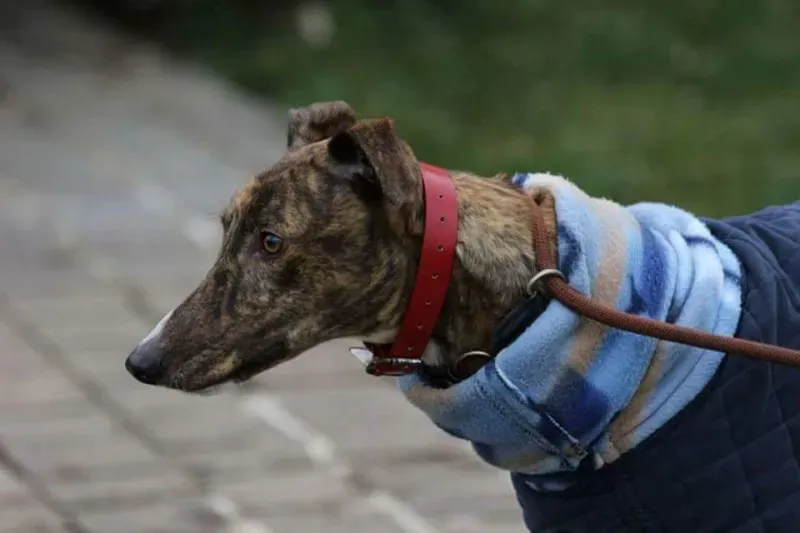 FB IMG 1520699757438 1