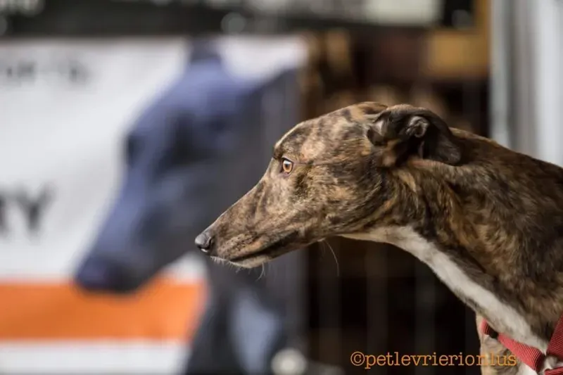 FB IMG 1520919252265