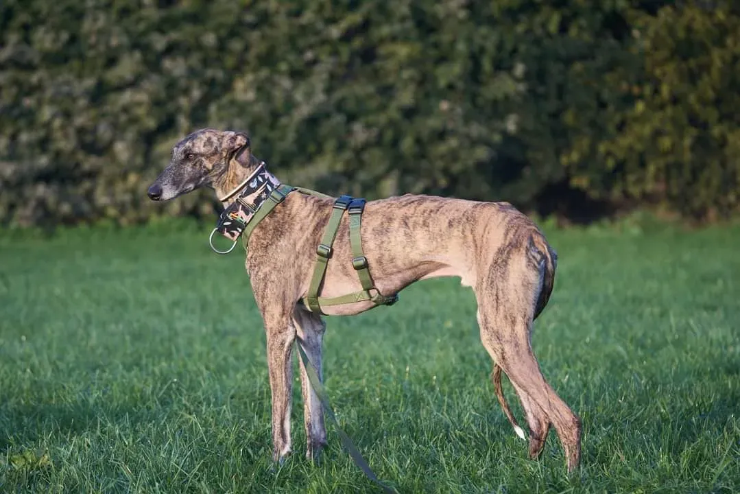 FB IMG 1634818357269