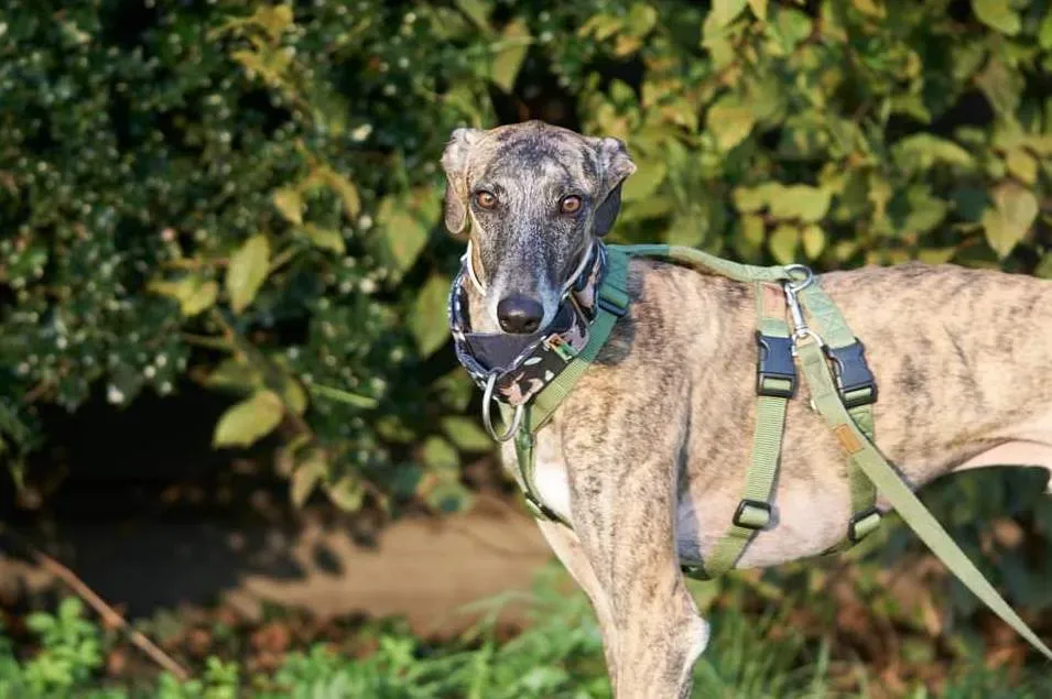 FB IMG 1634818372285 copia