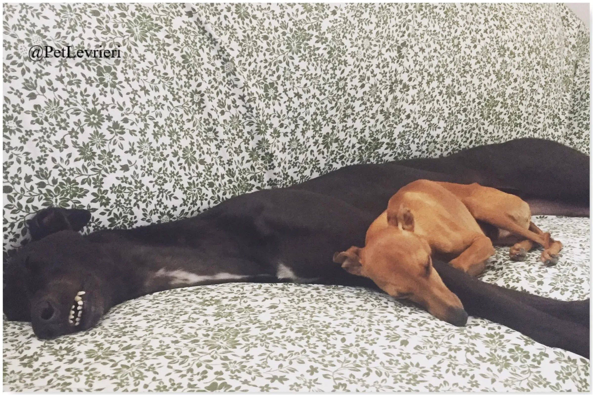 FEL10New Phototastic Collage