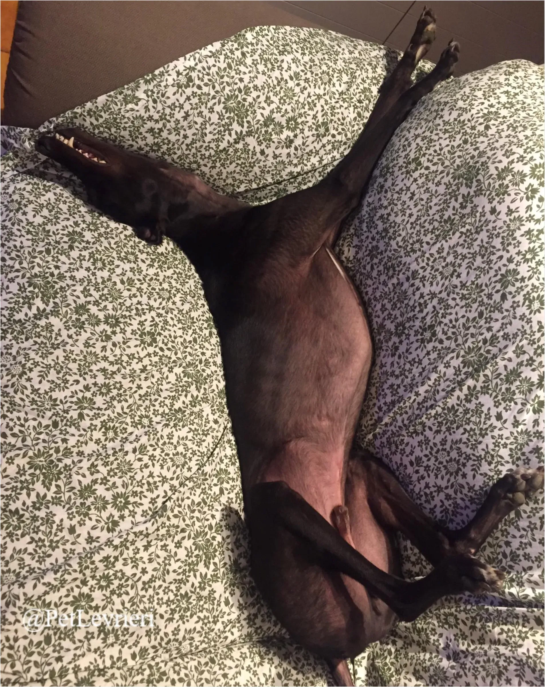 FEL14New Phototastic Collage