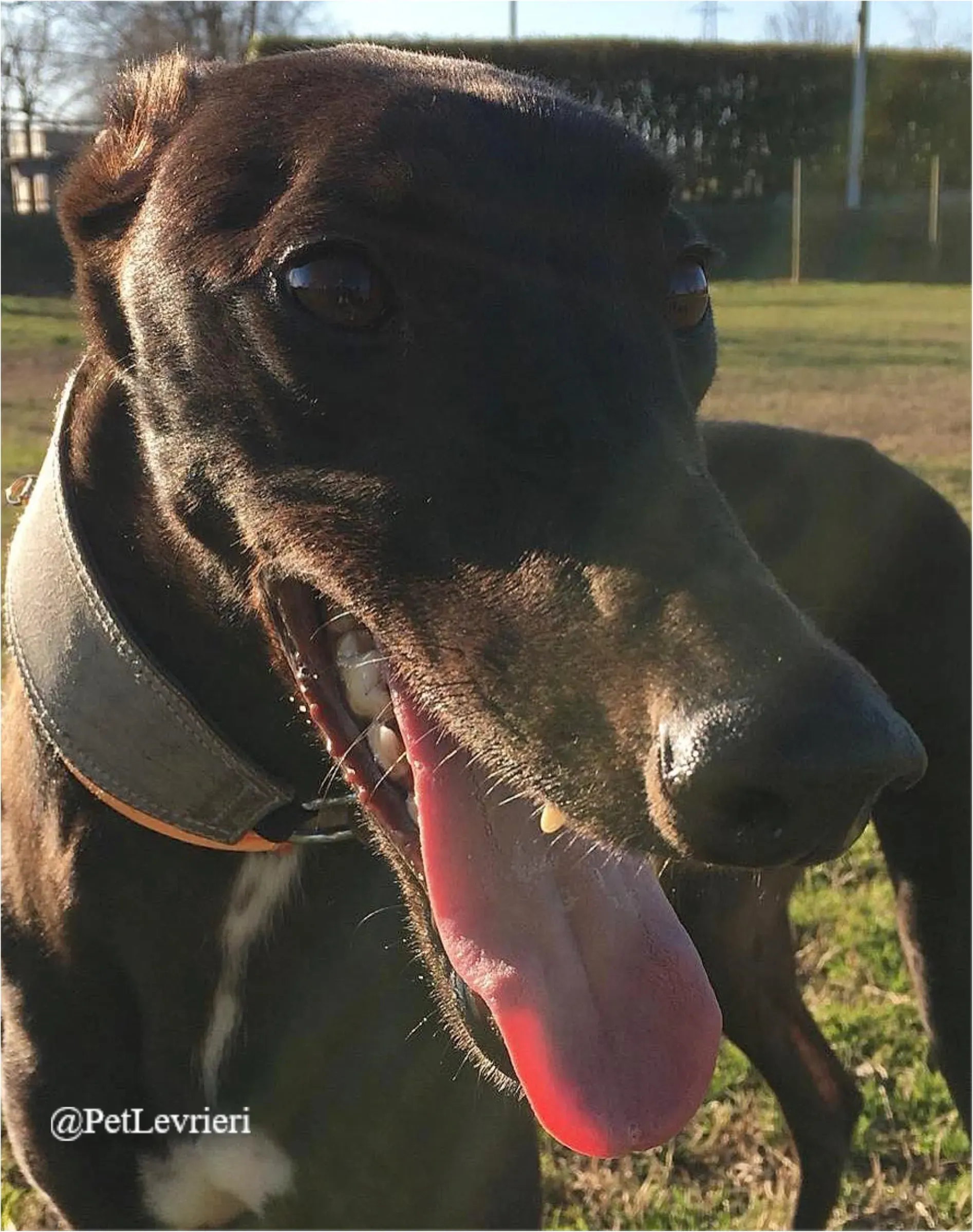 FEL2New Phototastic Collage