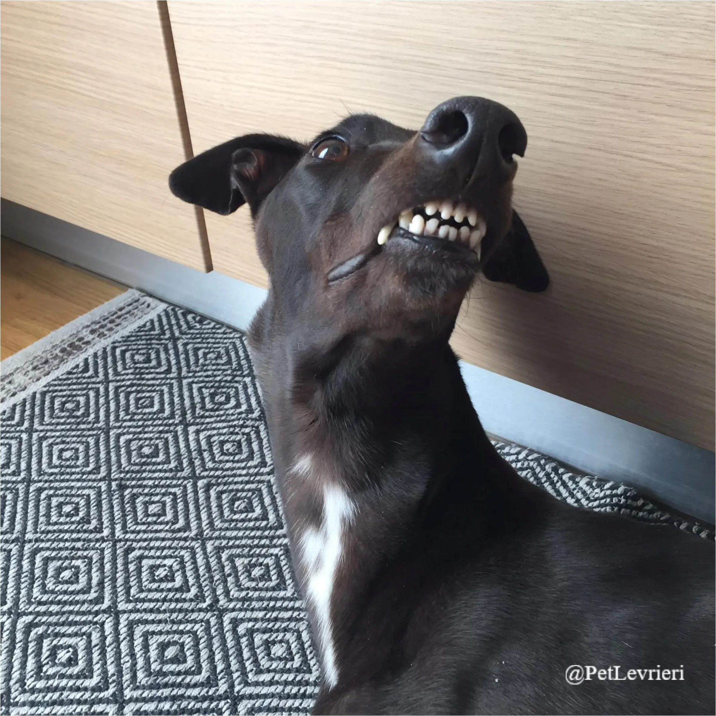 FEL3New Phototastic Collage