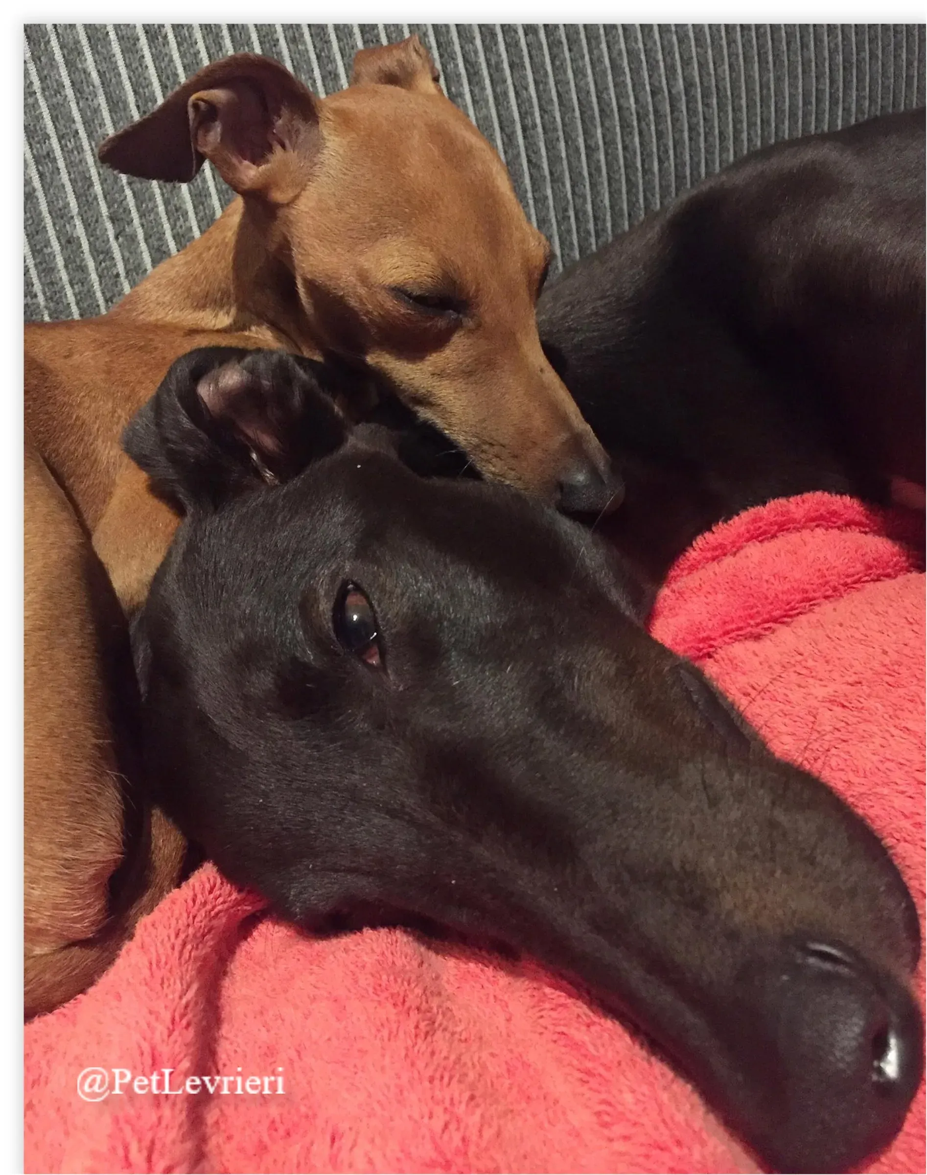 FEL4New Phototastic Collage