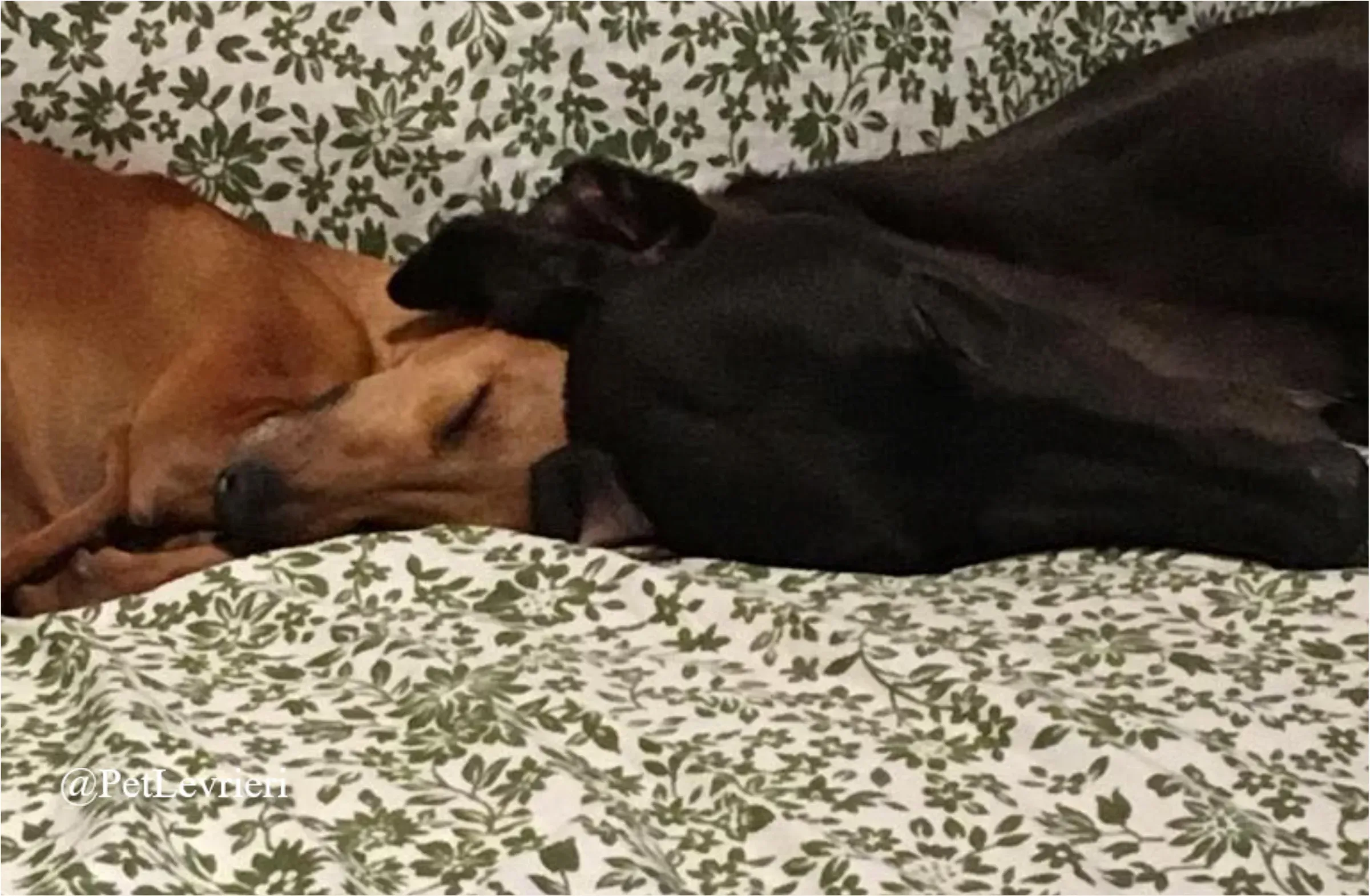 FEL8New Phototastic Collage