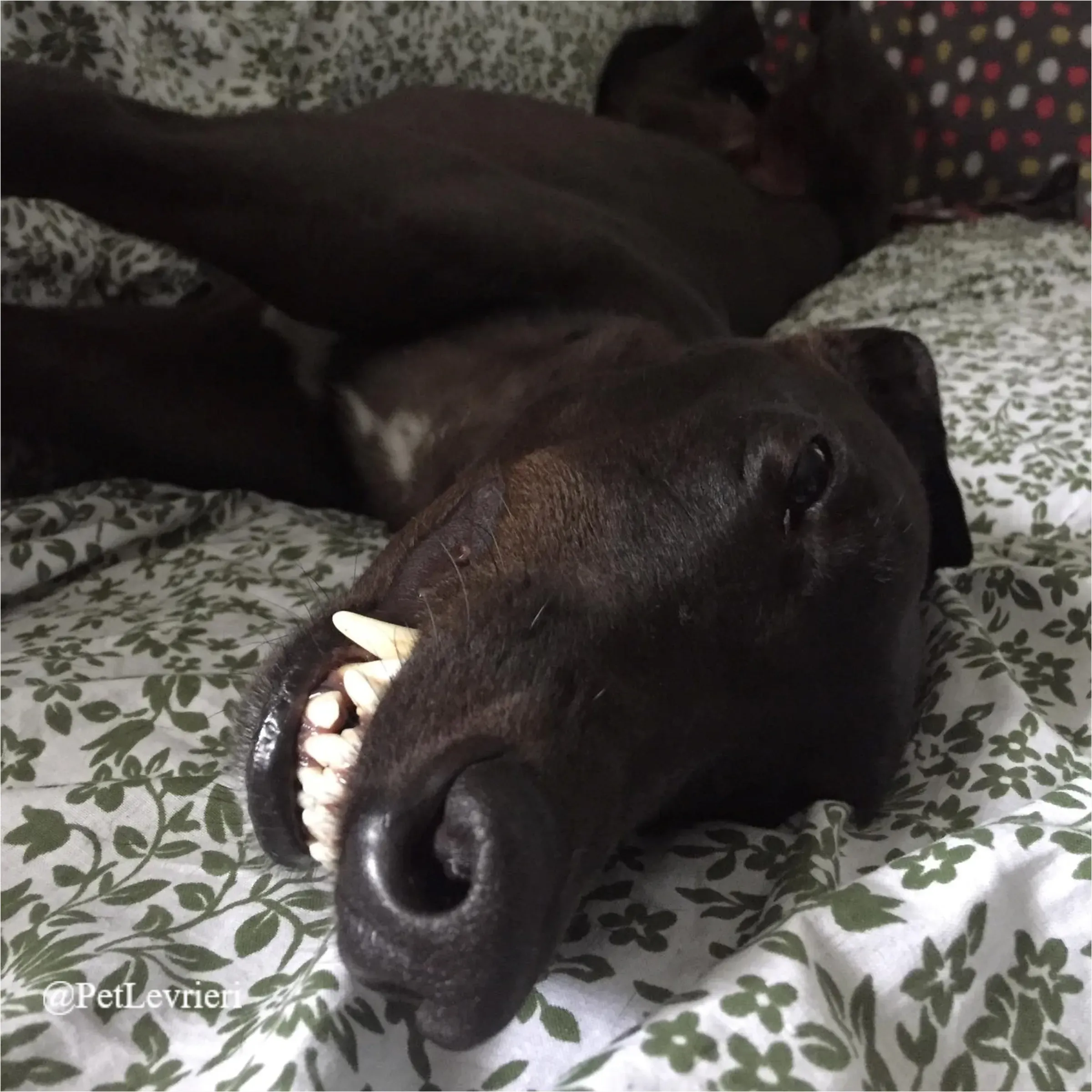 FEL9New Phototastic Collage