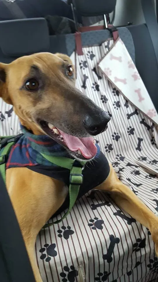 FELICI A CASA ALBERT13 2