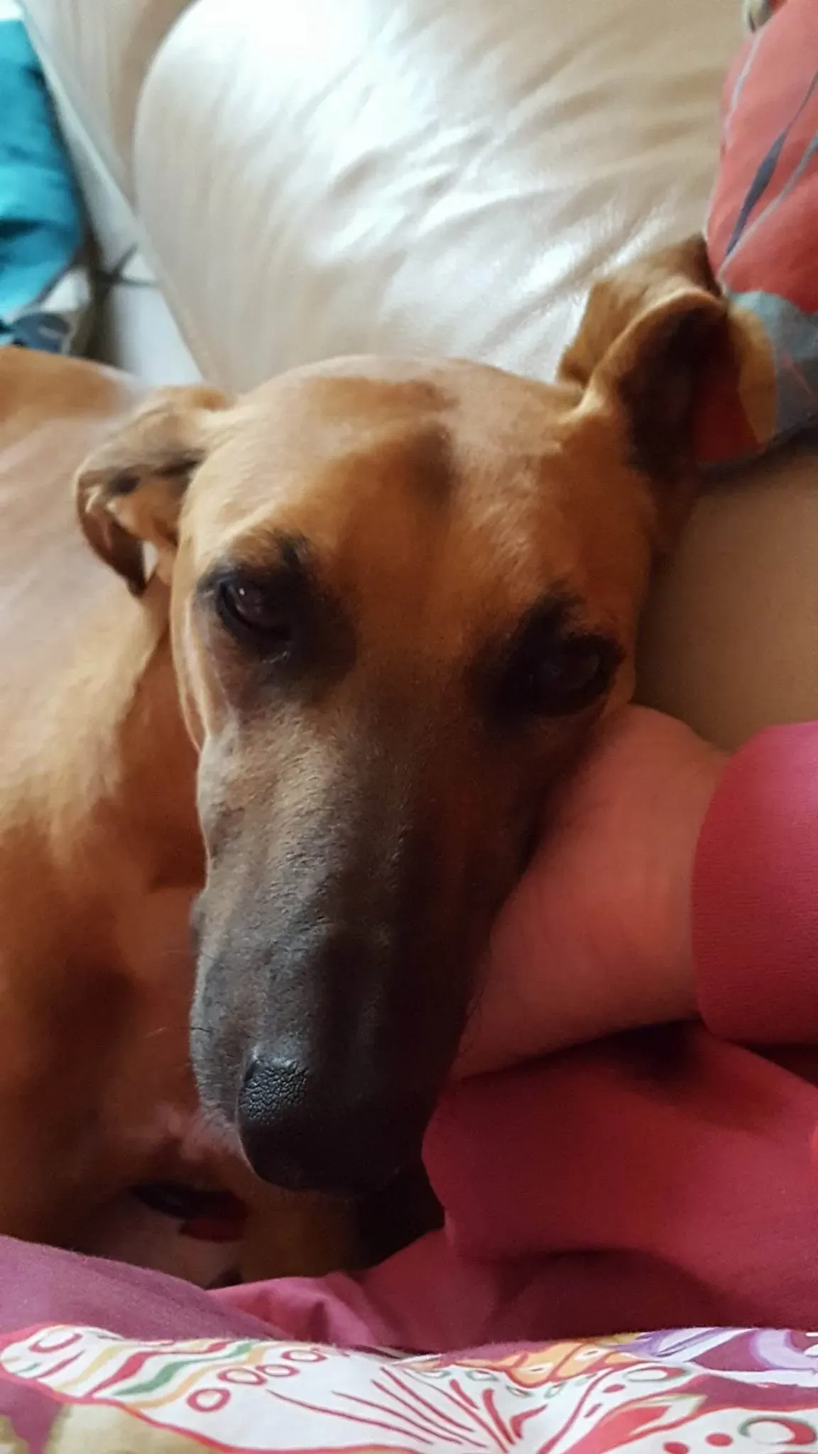 FELICI A CASA ALBERT6 2