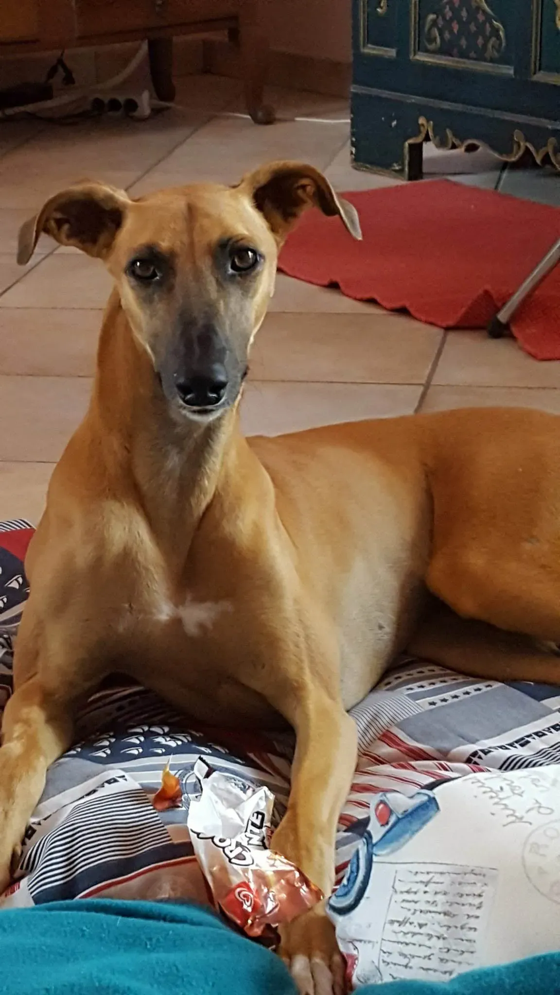 FELICI A CASA ALBERT7 2