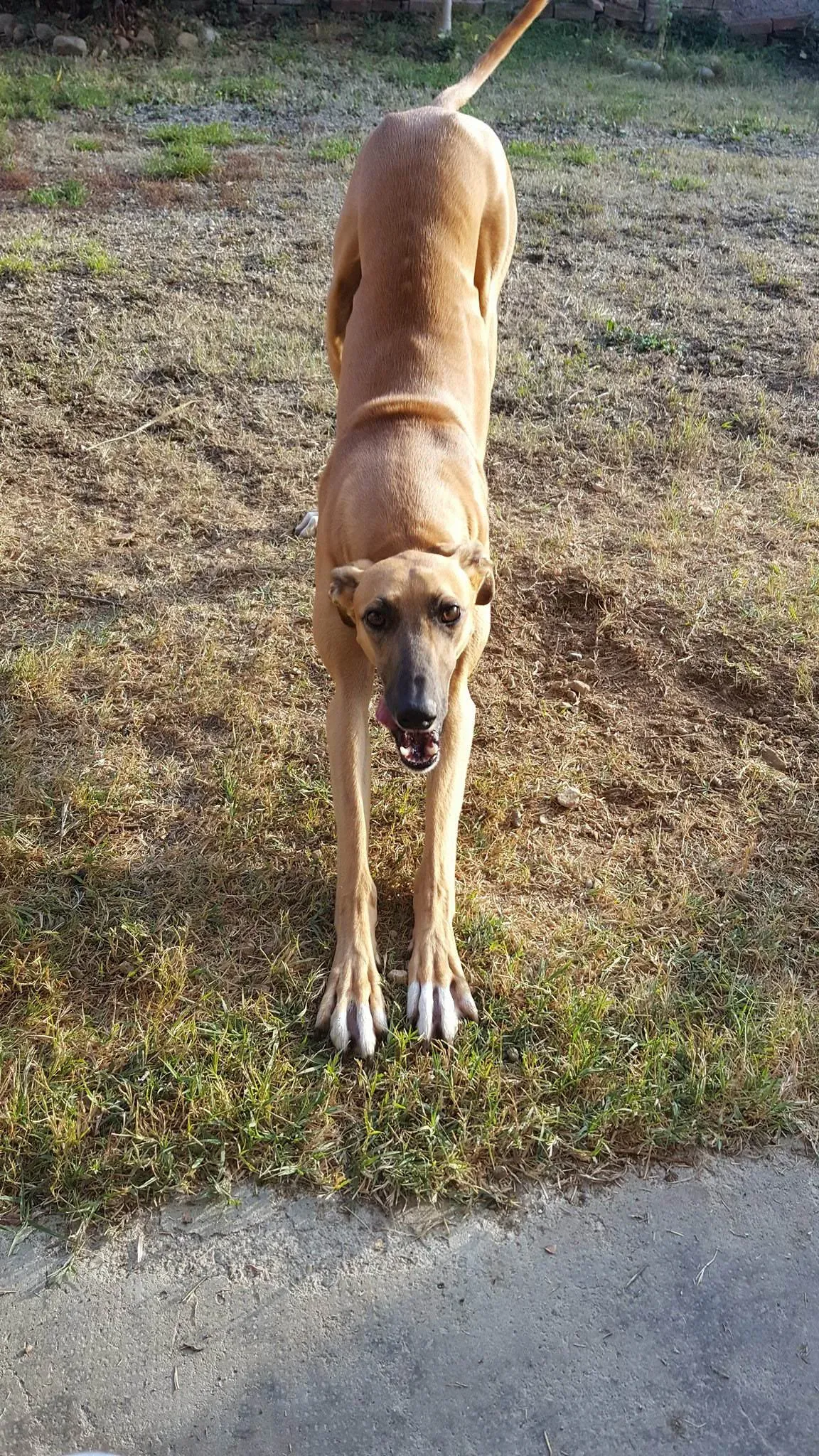 FELICI A CASA ALBERT8 2