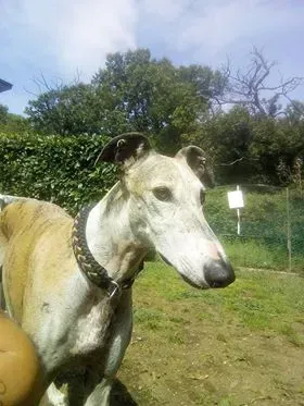 FELICI A CASA CABALLERO3