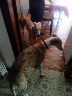 FELICI A CASA CABALLERO4